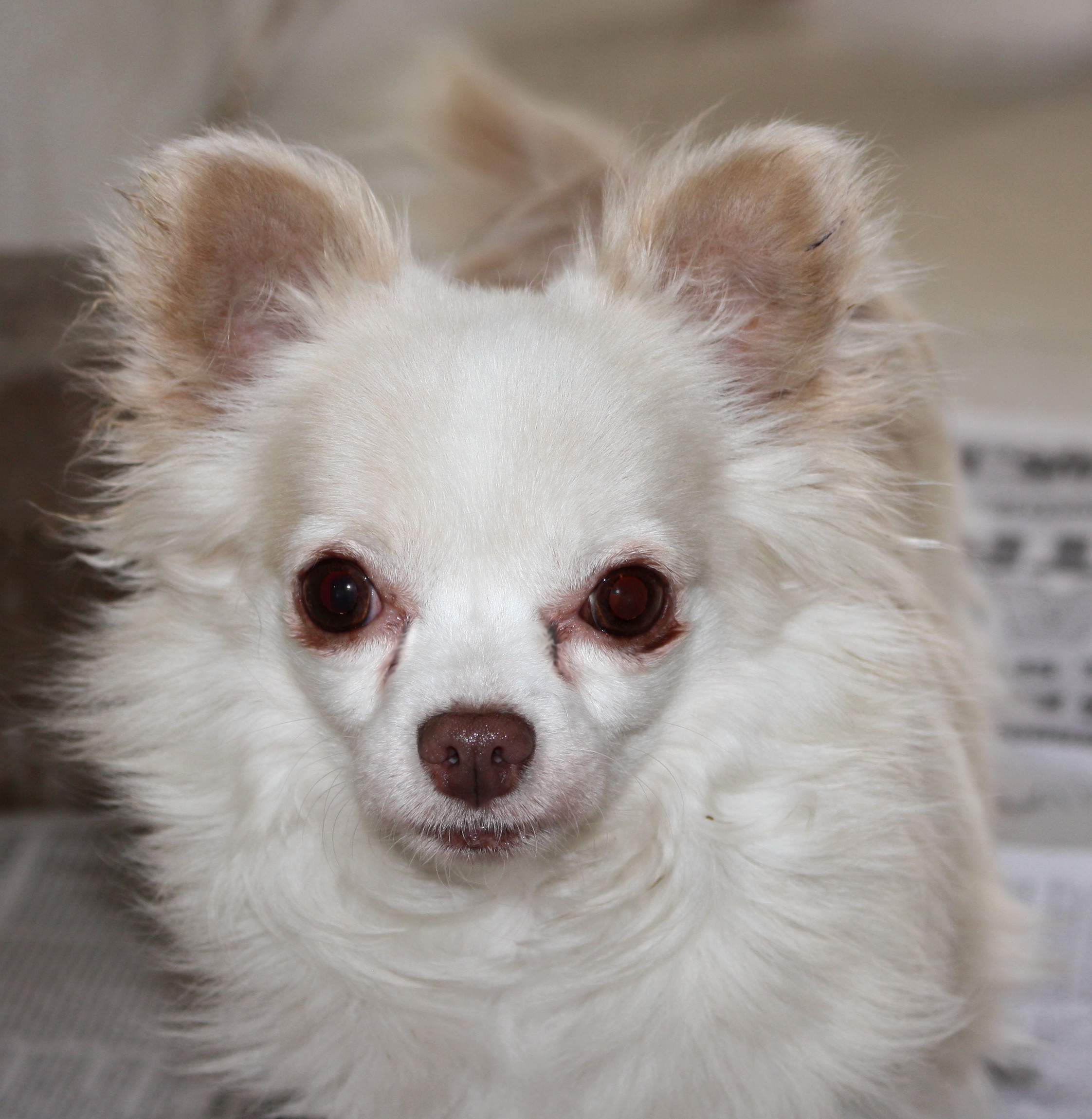 Texas long coats LACY & CHICO AKC PUPS FOR SALE